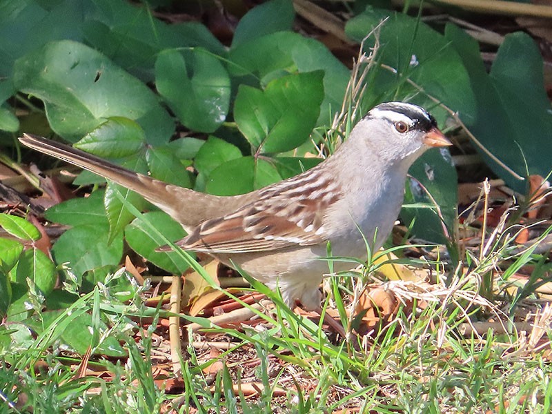 White-crowned Sparrow - ML443161281