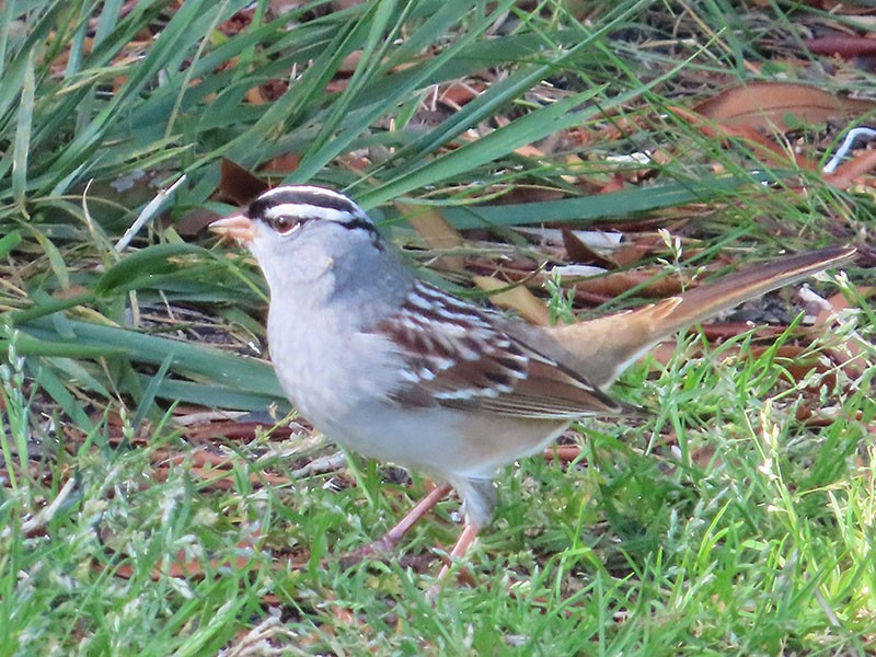 White-crowned Sparrow - ML443161301