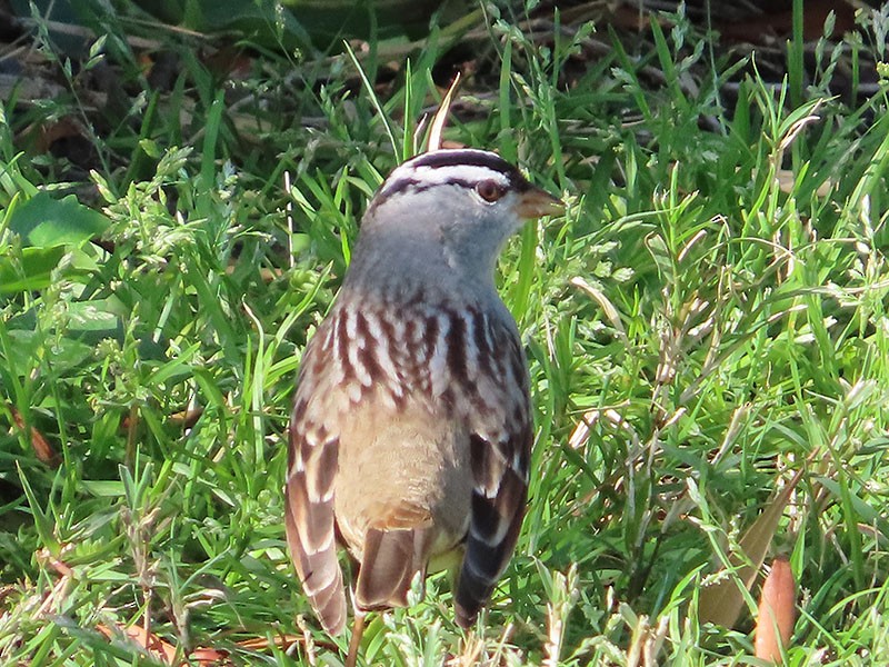 White-crowned Sparrow - ML443161311