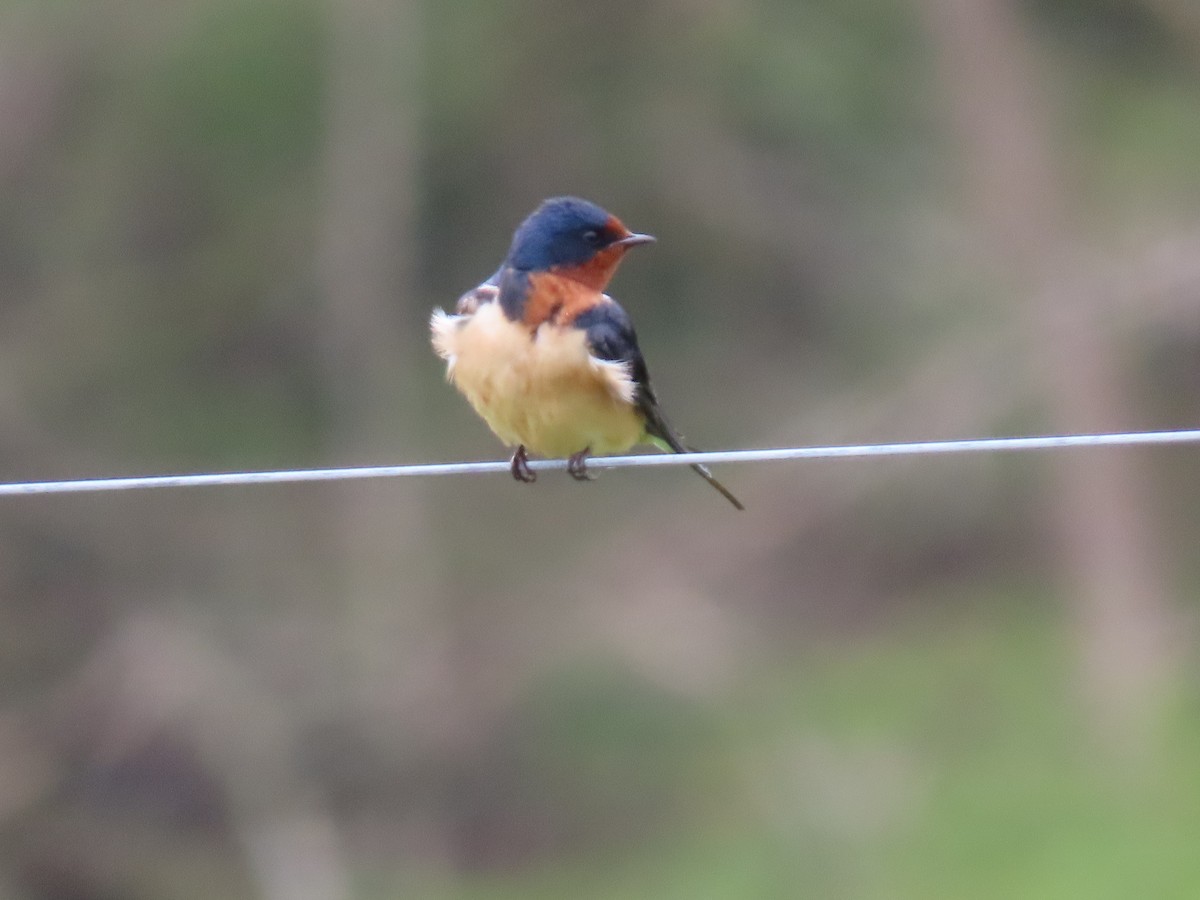 Barn Swallow - ML443161431