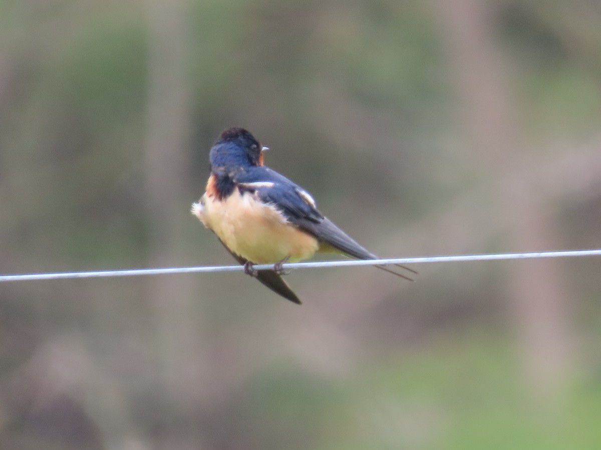Barn Swallow - ML443161461