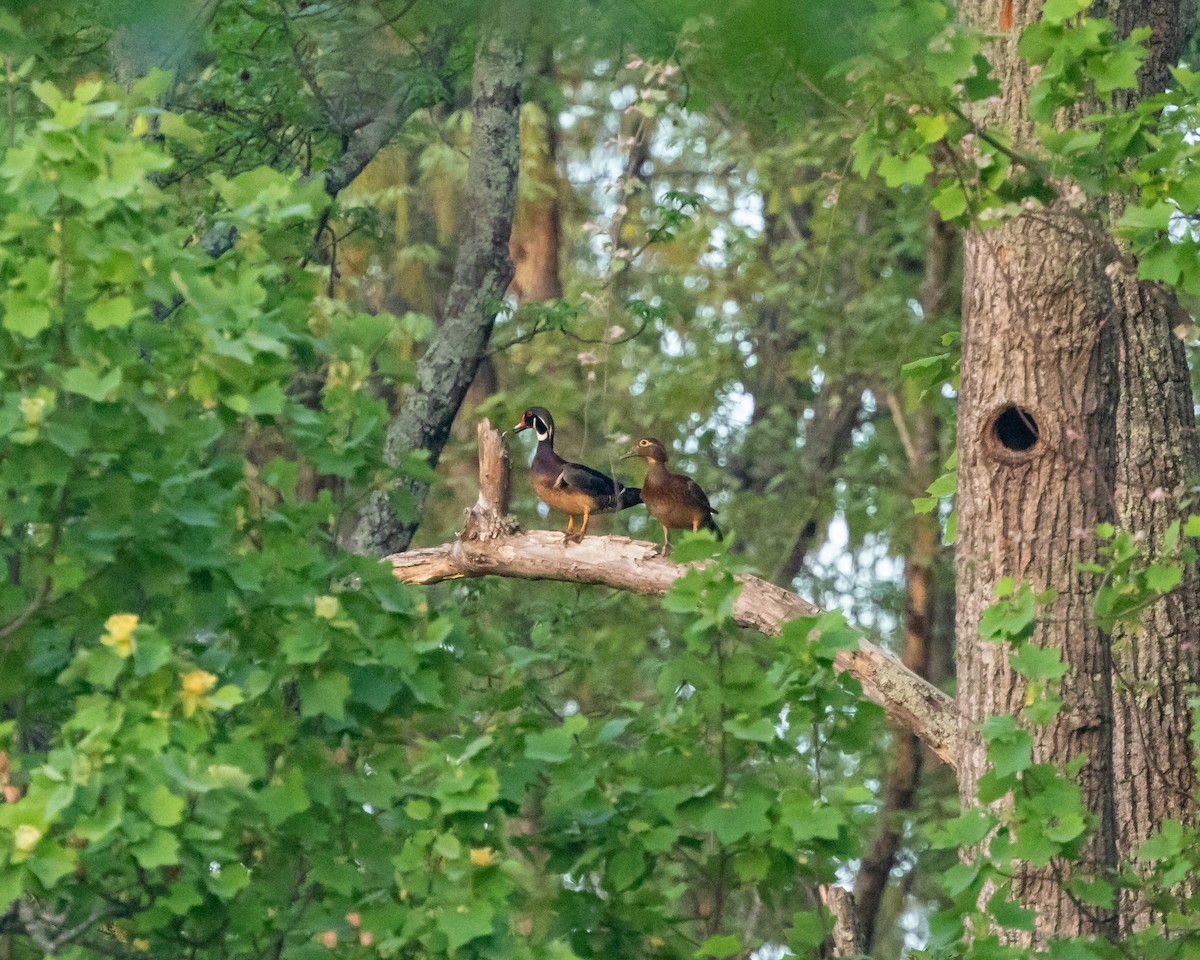 Wood Duck - Todd Dixon