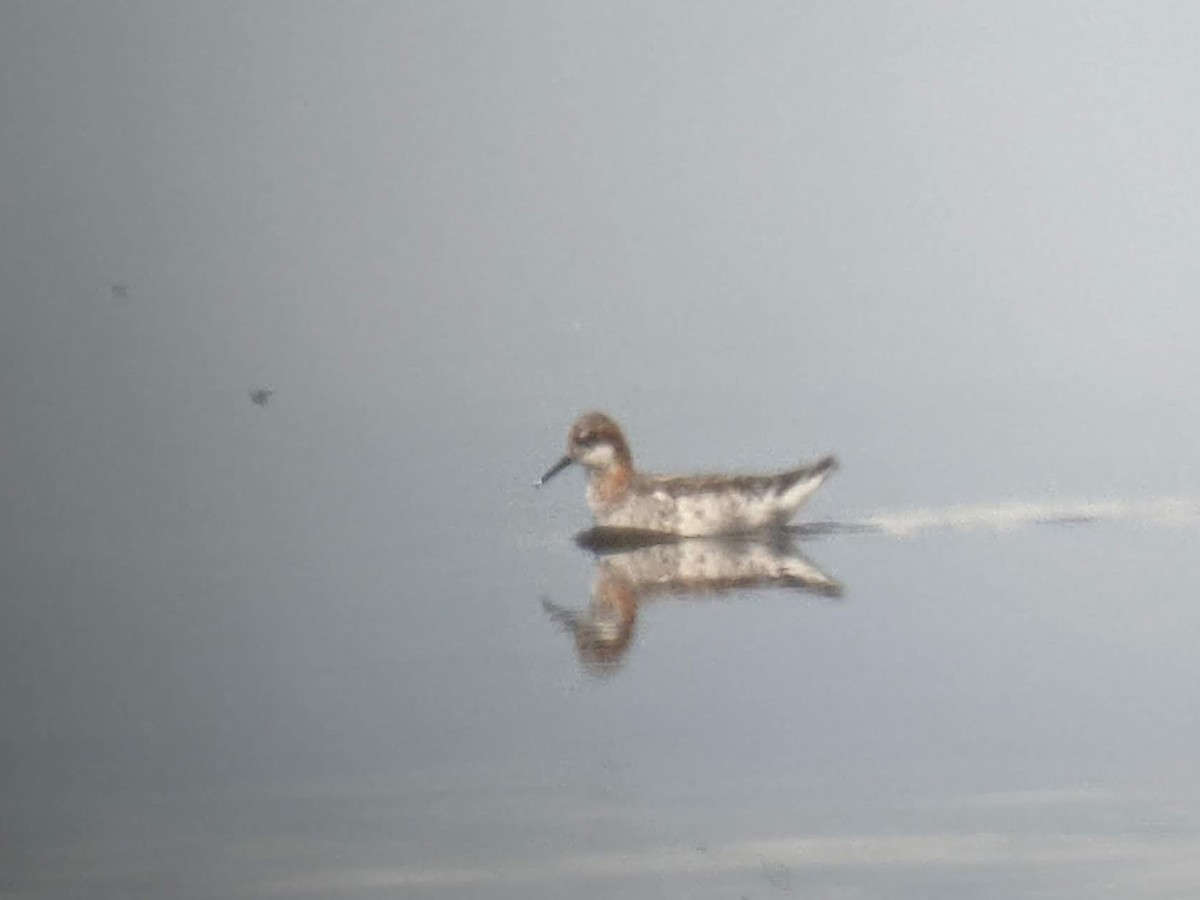 Red-necked Phalarope - ML443161961