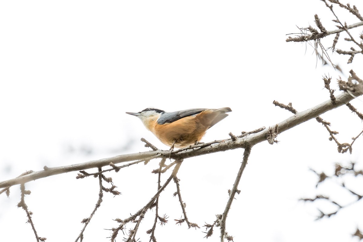 Red-breasted Nuthatch - ML44316281