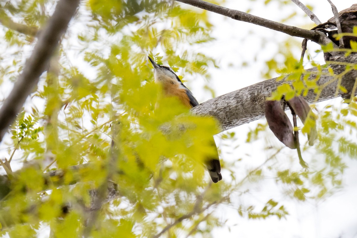 Red-breasted Nuthatch - ML44316291