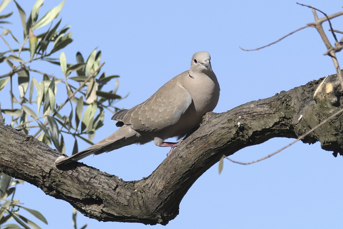 灰斑鳩 - ML443163651