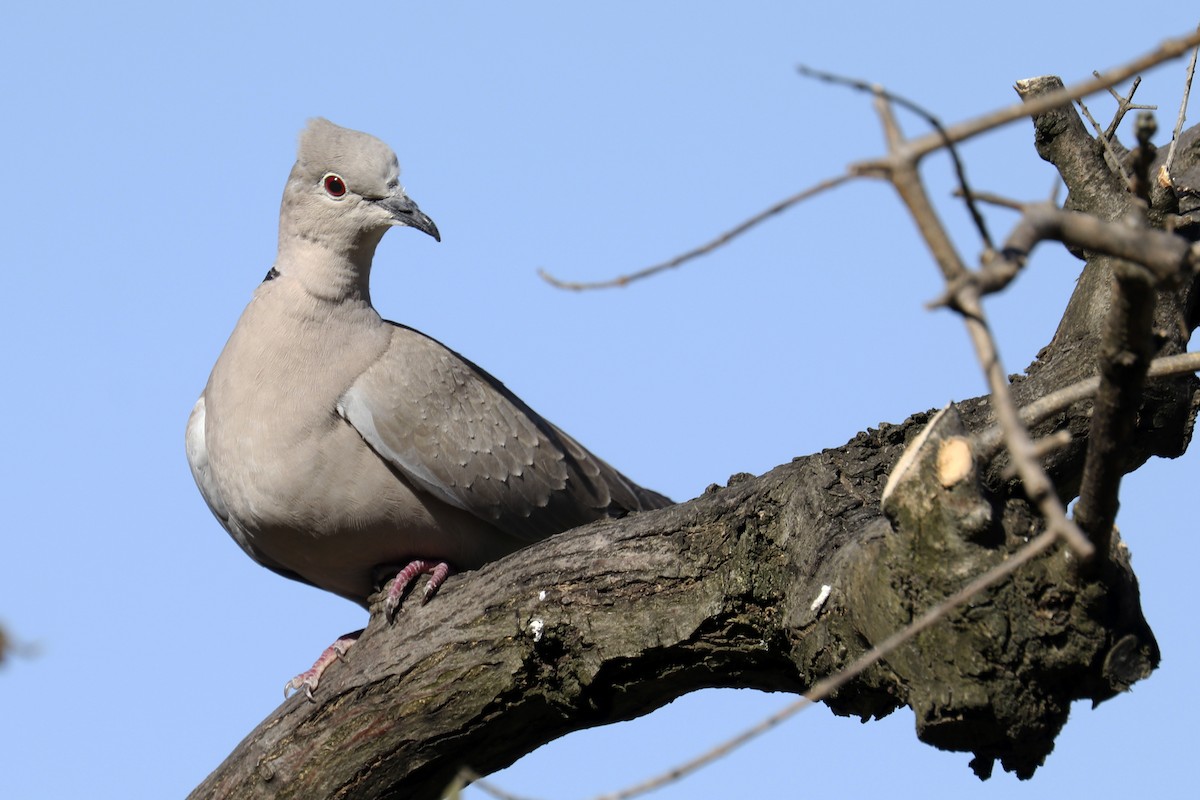 Eurasian Collared-Dove - Francisco Barroqueiro