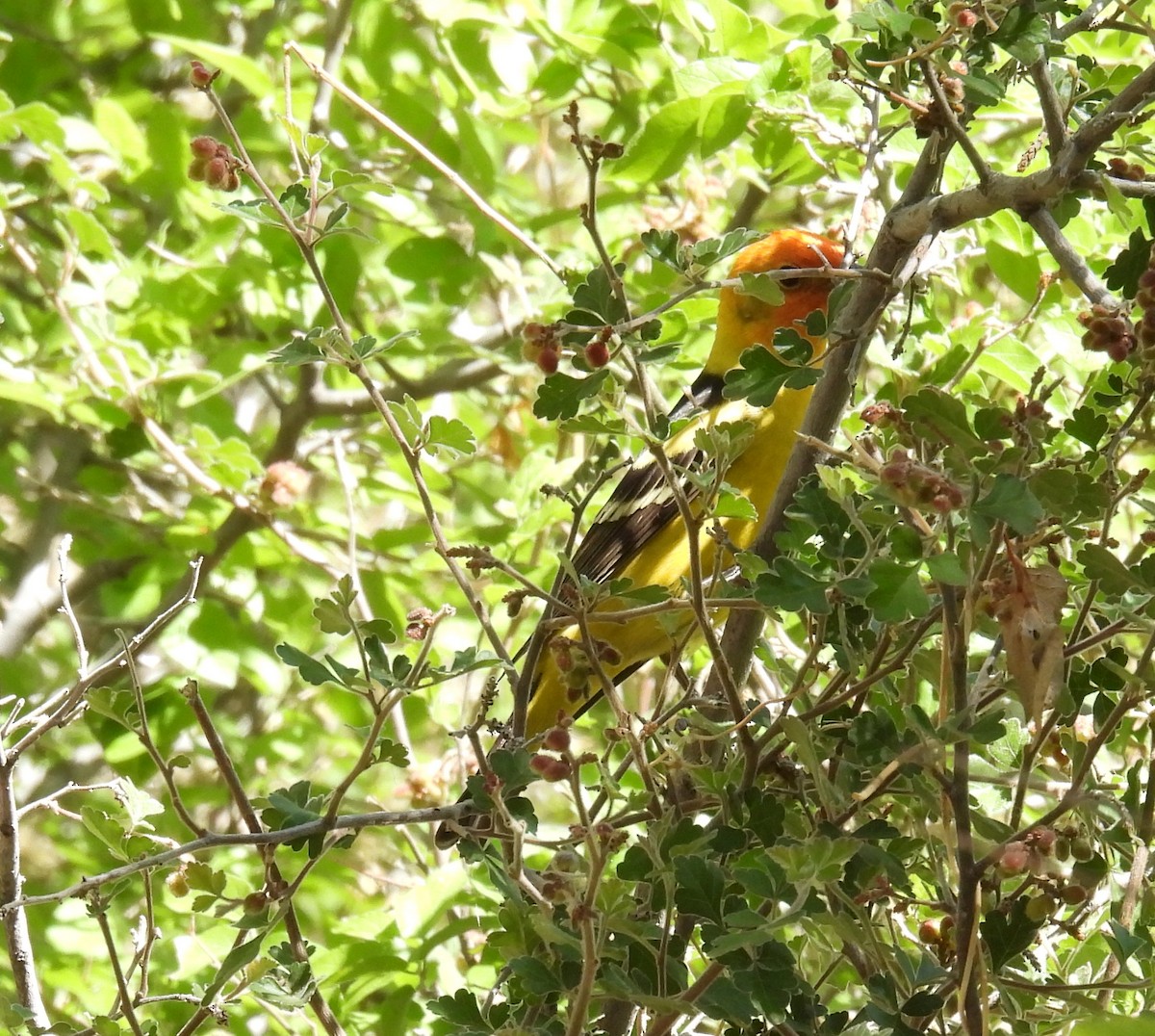 Western Tanager - ML443164261