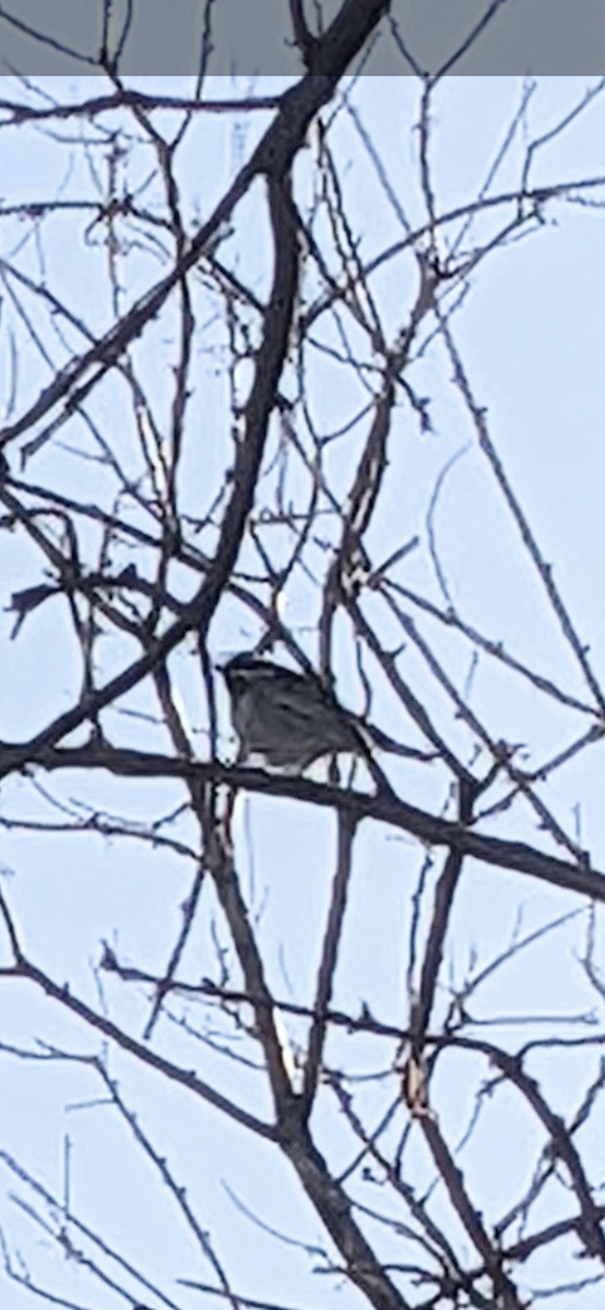 Black-throated Gray Warbler - ML443165371