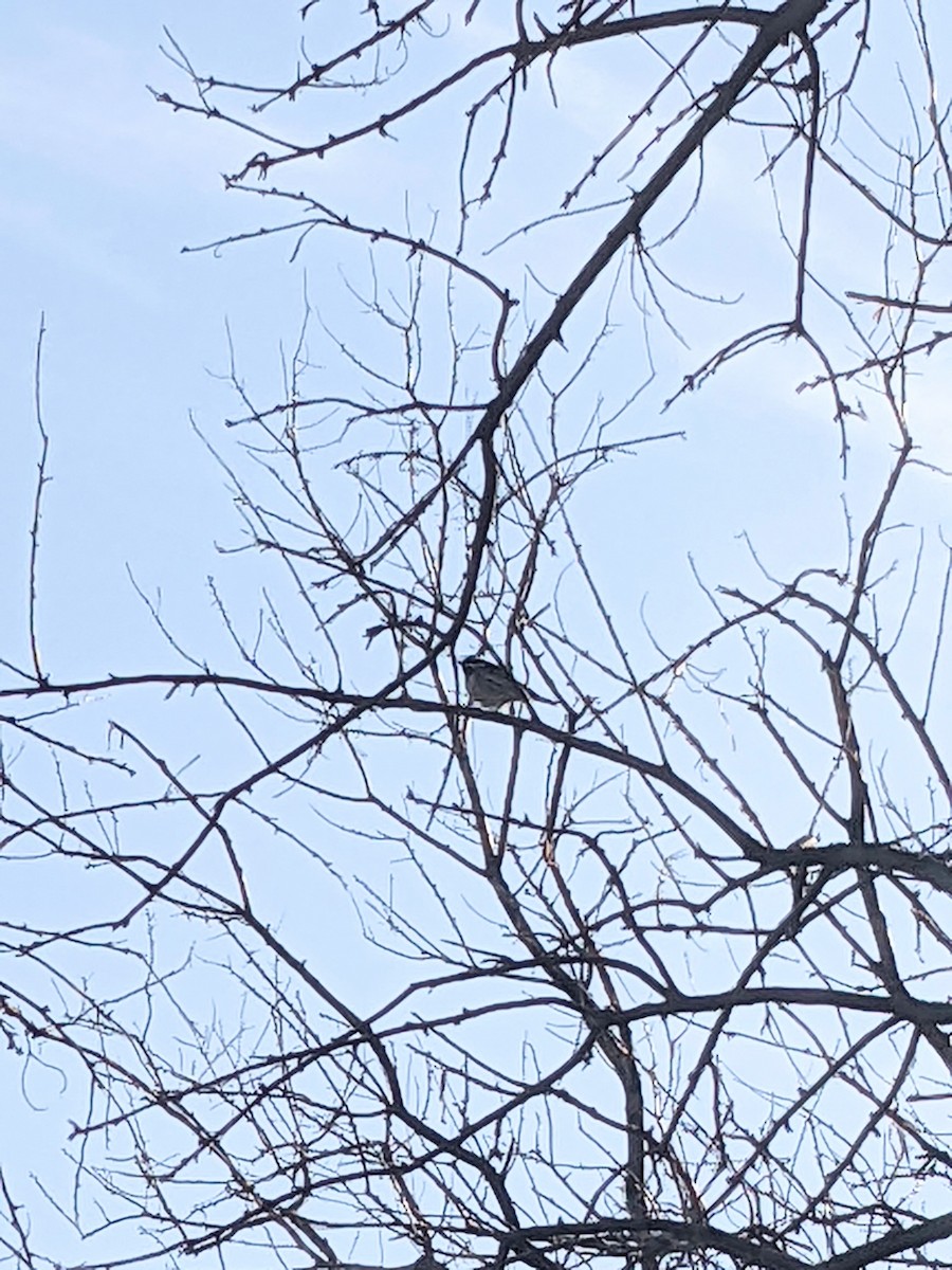 Black-throated Gray Warbler - ML443165381