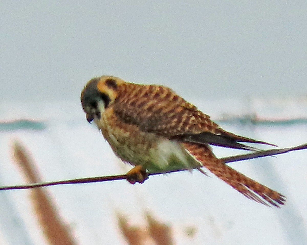 American Kestrel - ML443165601