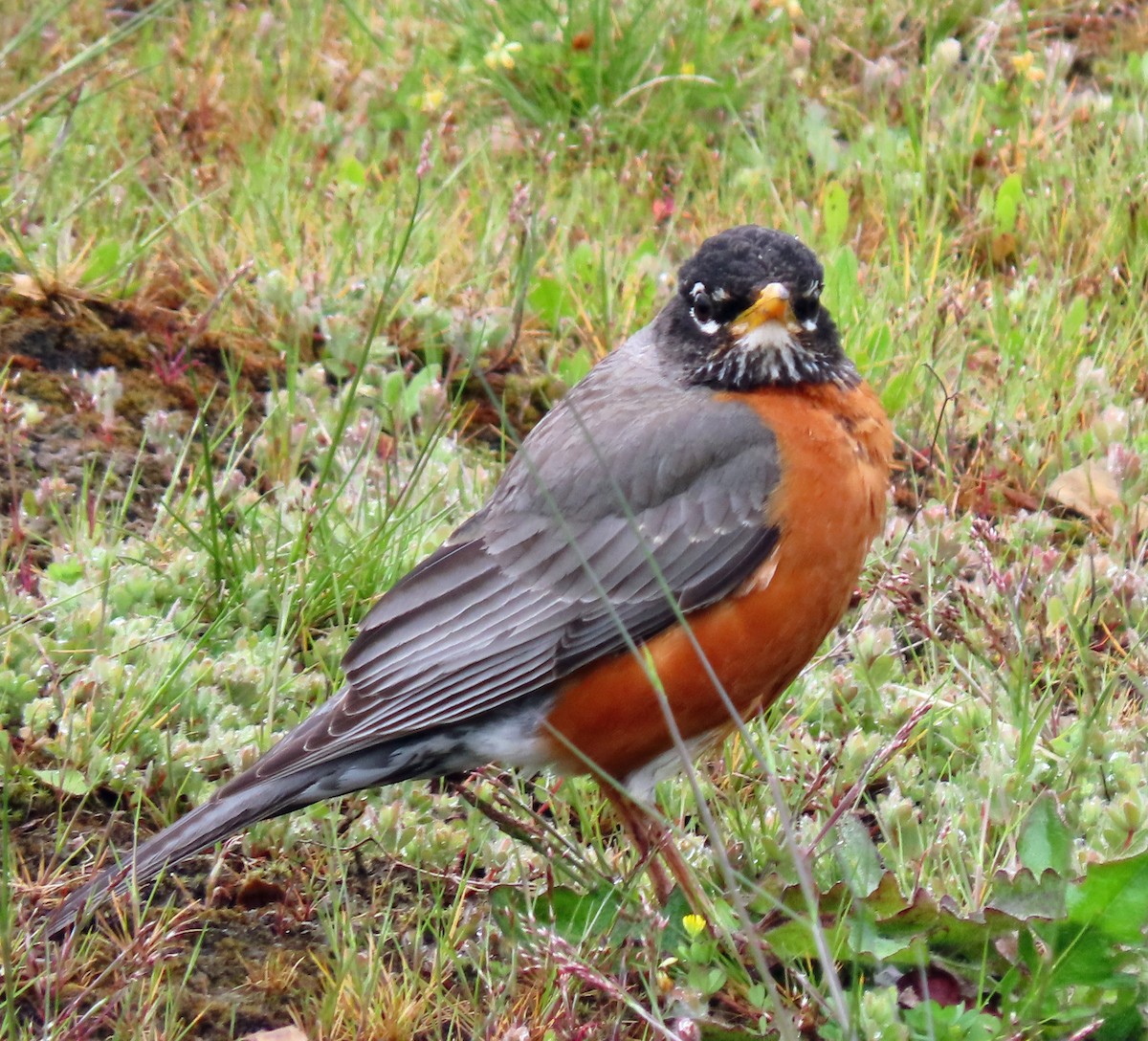 American Robin - ML443165721