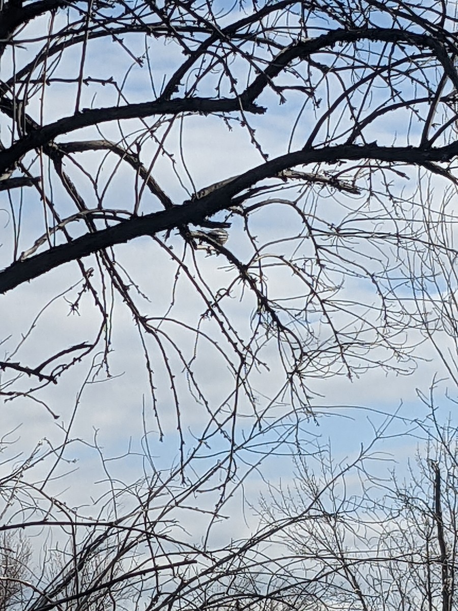 Black-throated Gray Warbler - ML443165771