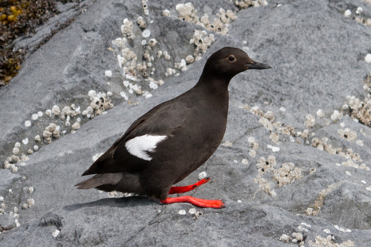 Pigeon Guillemot - ML44316591