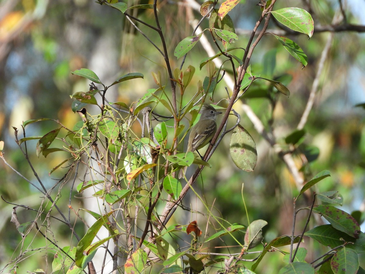 Yellow-bellied Elaenia - ML443166381