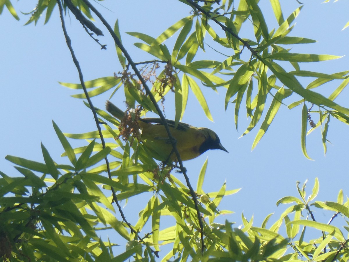 Orchard Oriole - ML443167021