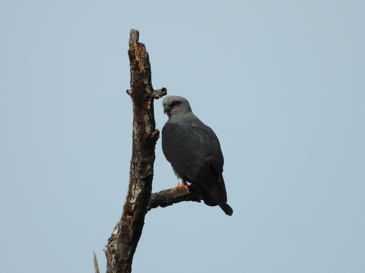 Plumbeous Kite - ML443167321