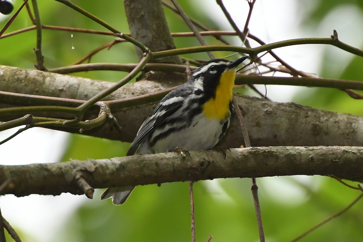 Yellow-throated Warbler - ML443167491