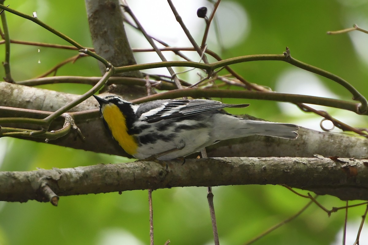 Yellow-throated Warbler - ML443167521