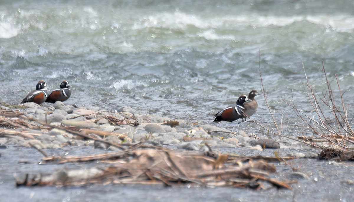 Harlequin Duck - ML443167571