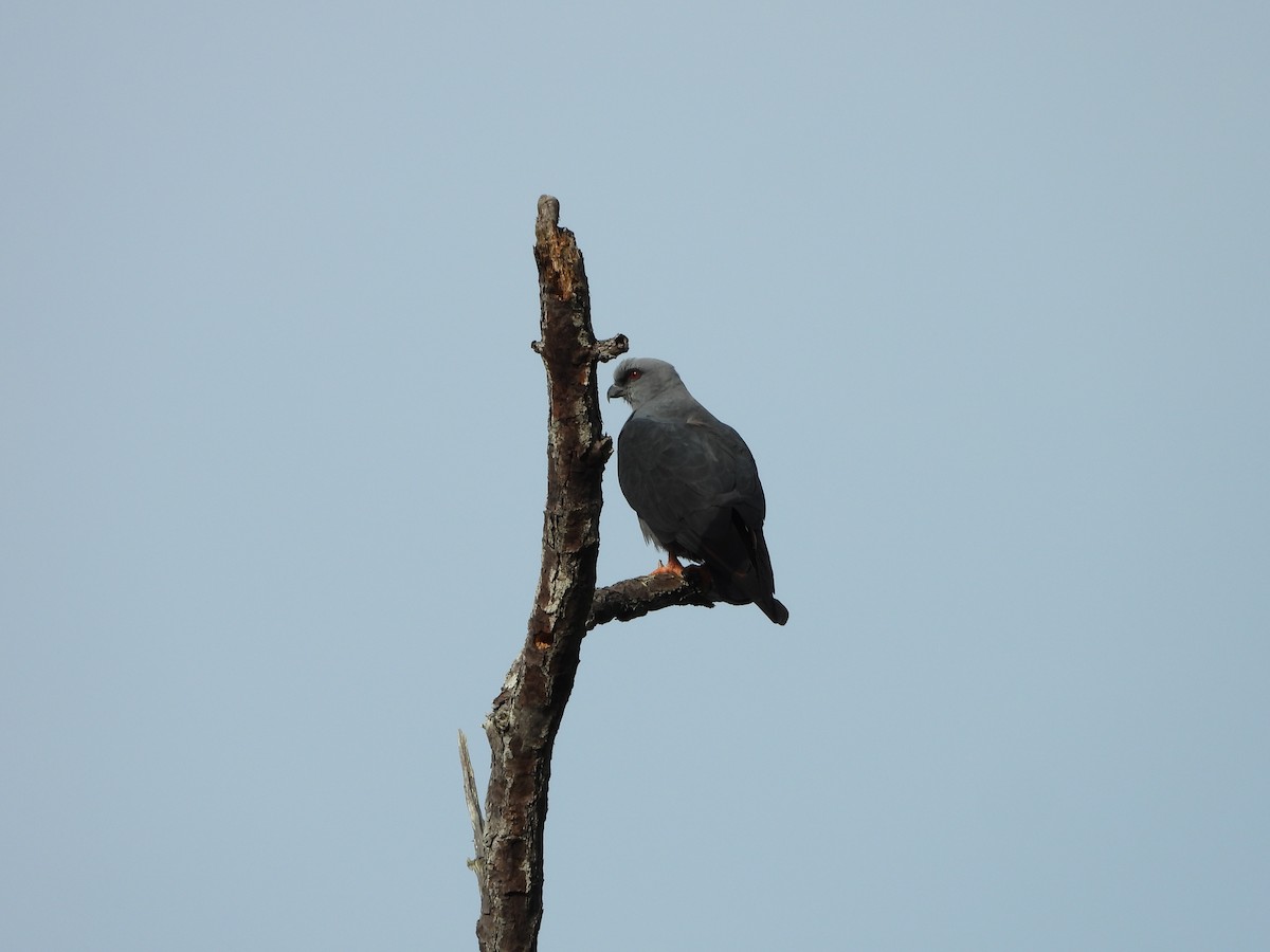 Plumbeous Kite - ML443167831