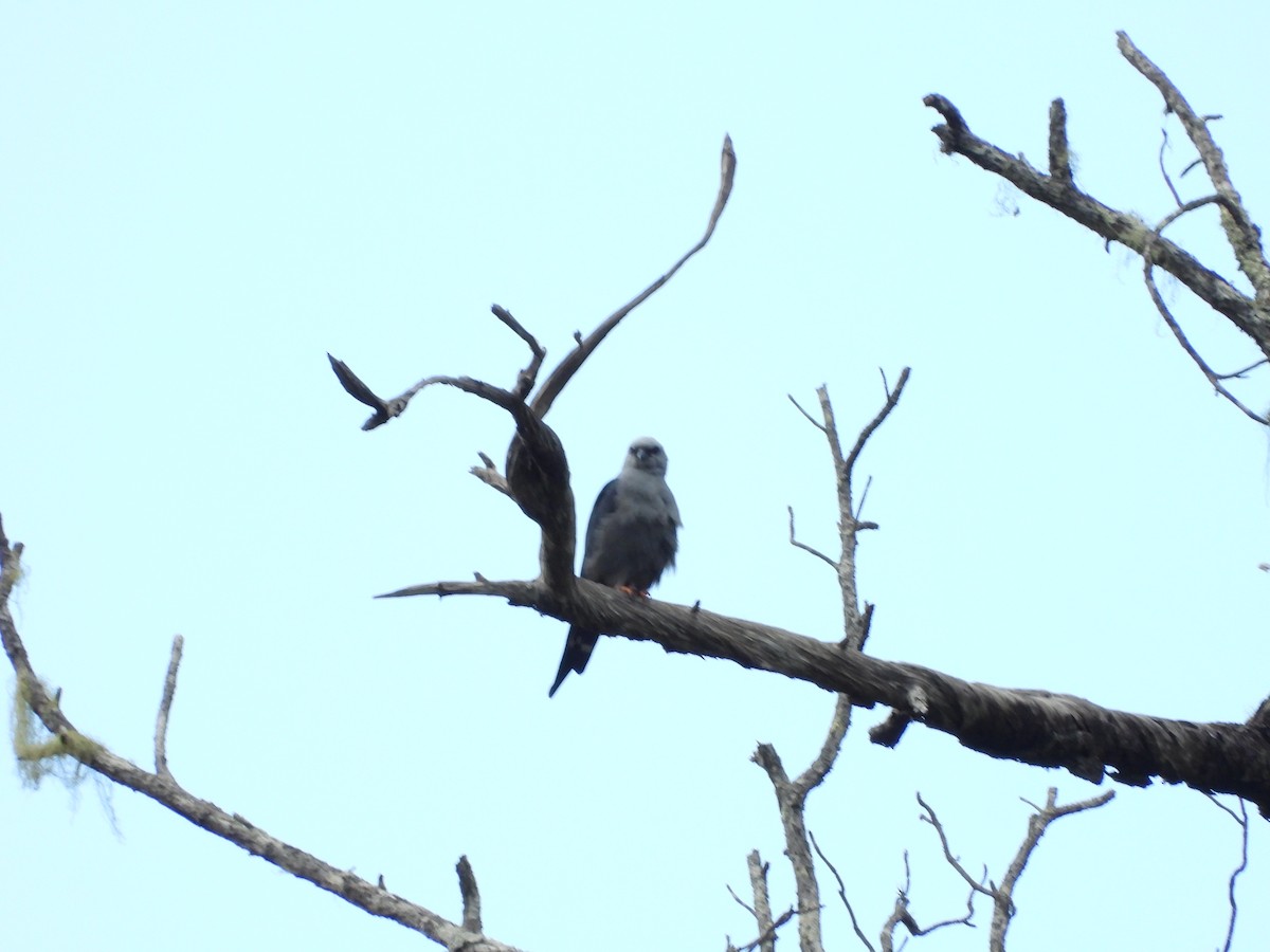 Plumbeous Kite - ML443167941