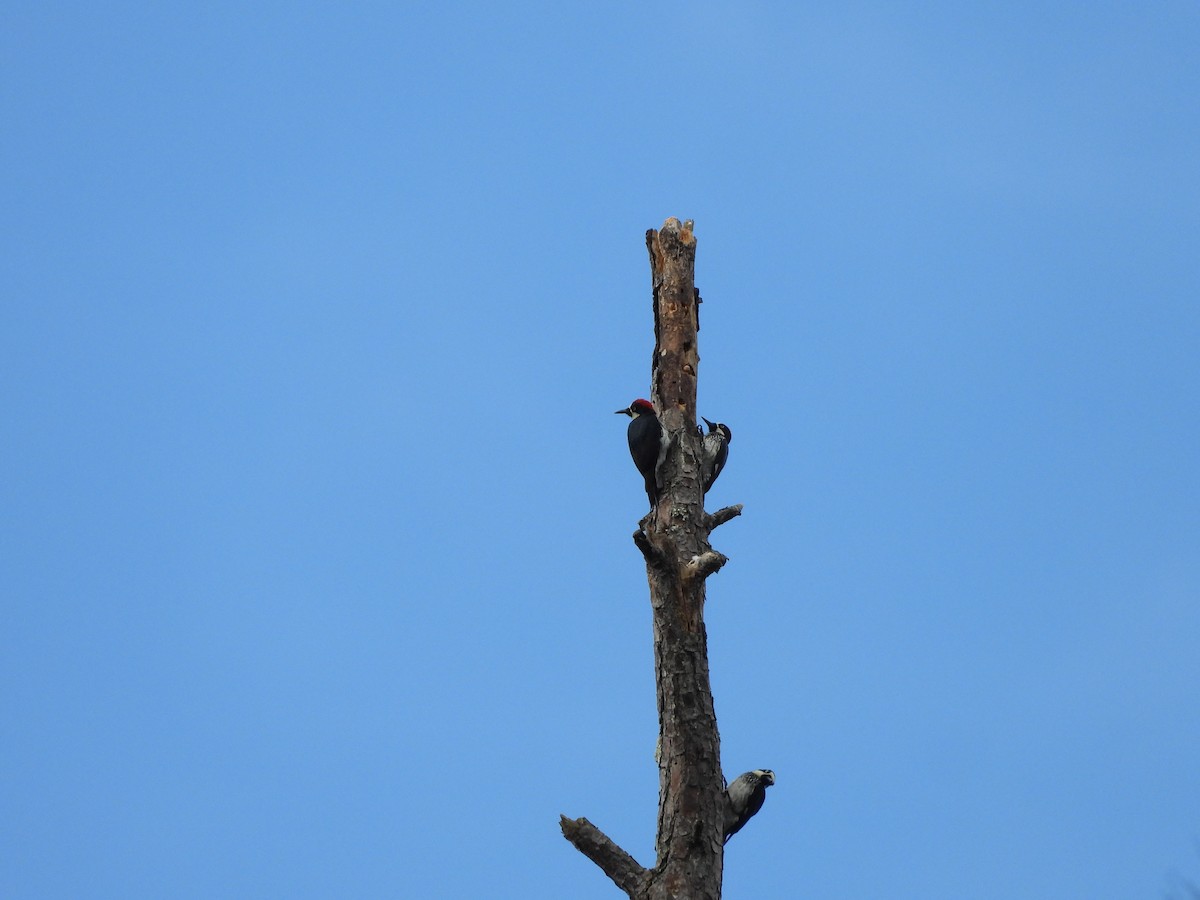 Acorn Woodpecker - ML443169321