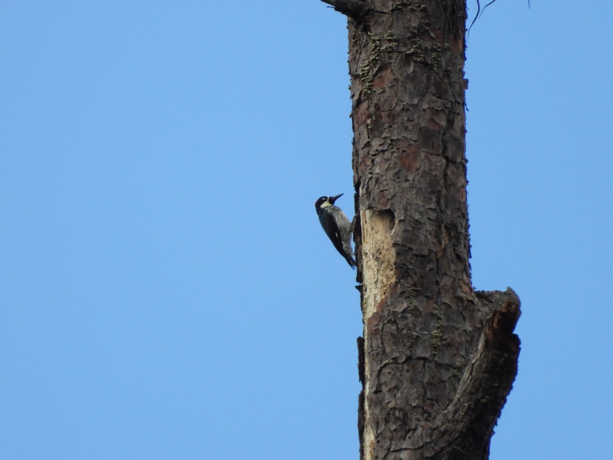 Acorn Woodpecker - ML443169351