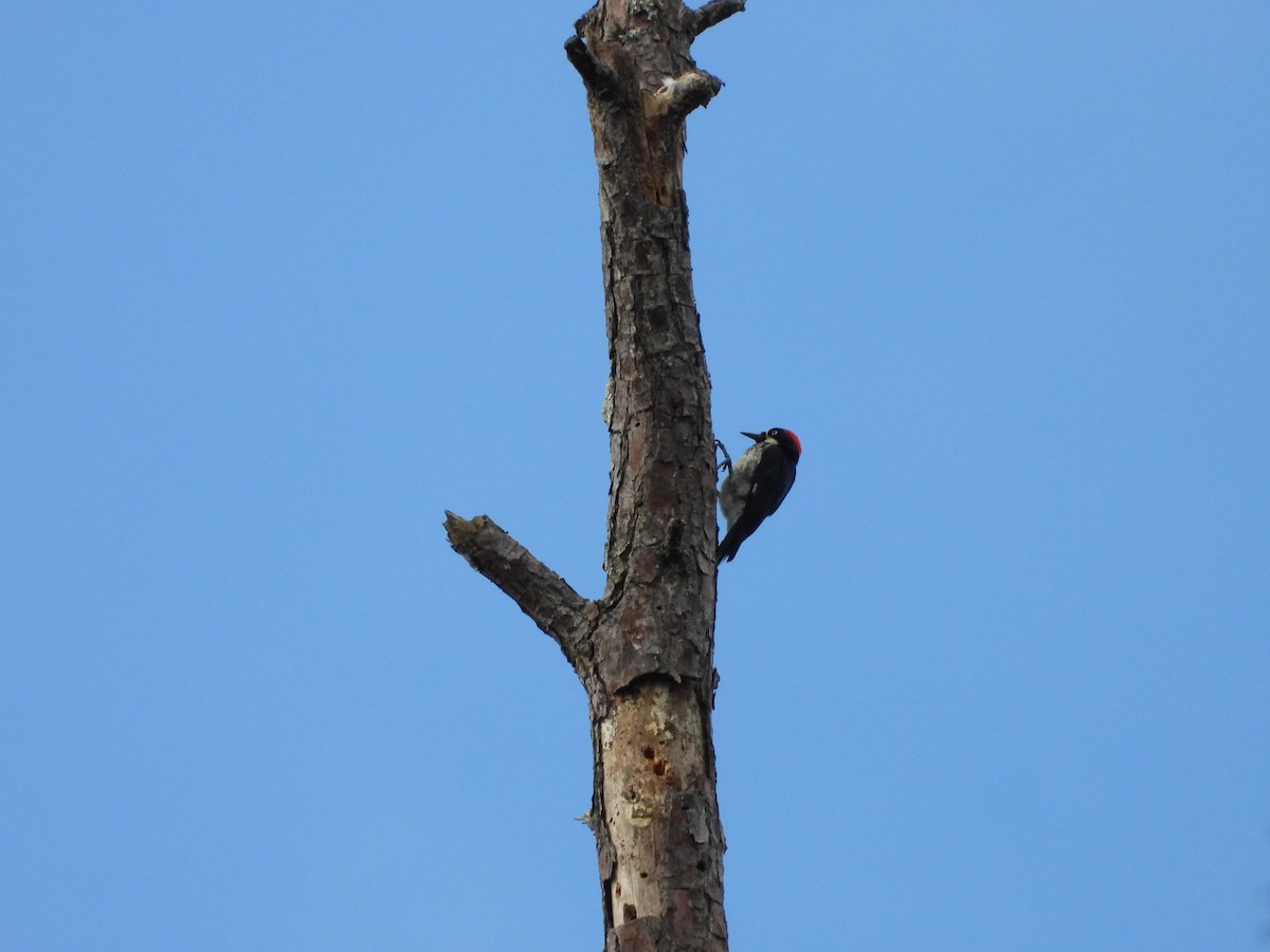 Acorn Woodpecker - ML443169361
