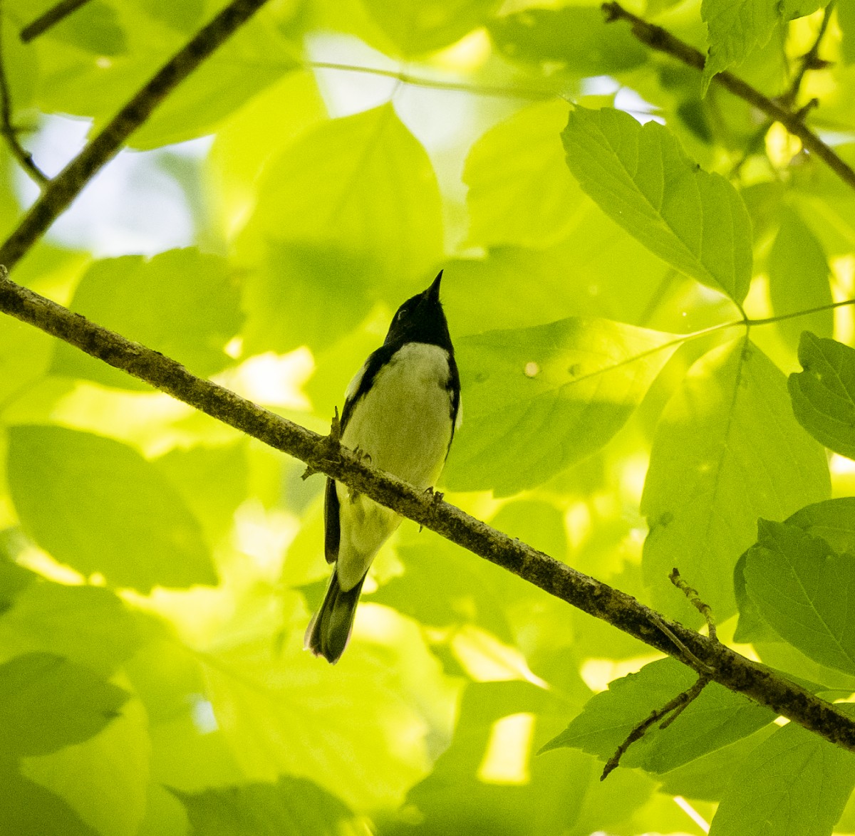 Black-throated Blue Warbler - ML443169581