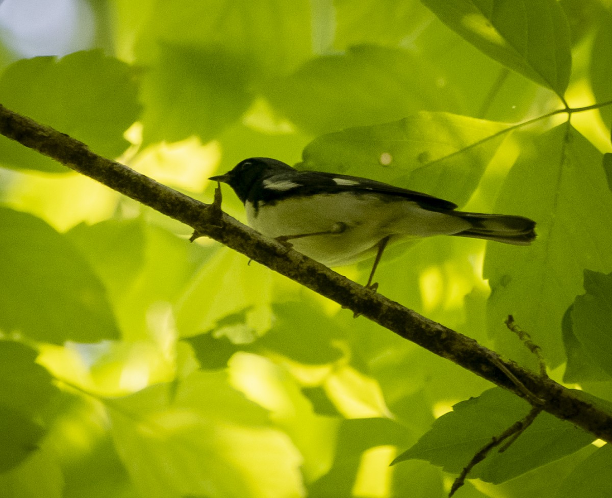 Black-throated Blue Warbler - ML443169641