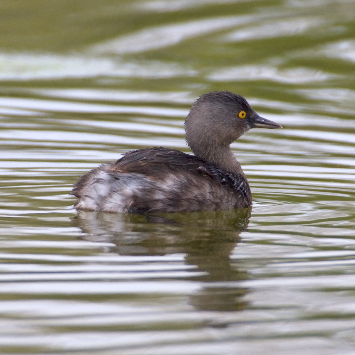 Least Grebe - ML44317001
