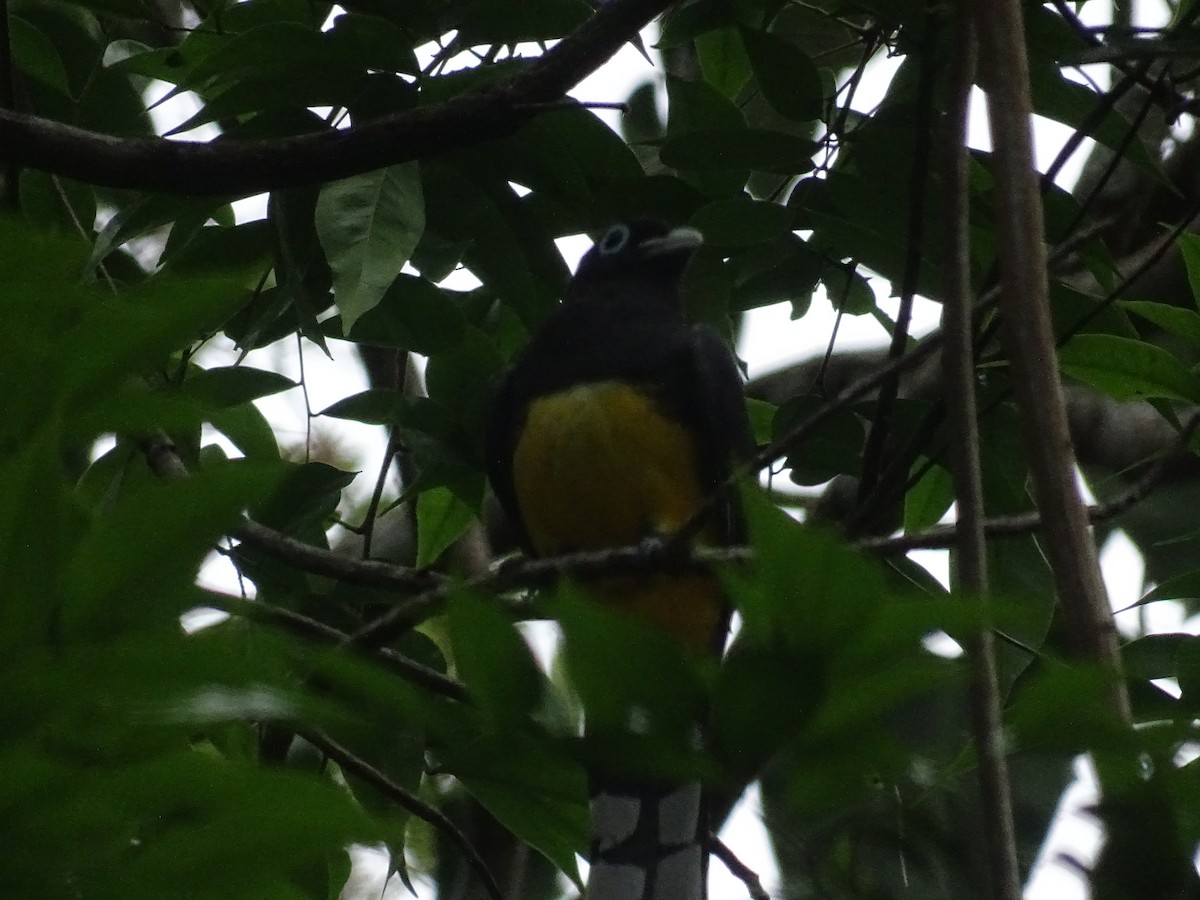 Black-headed Trogon - Francisco  Castillo