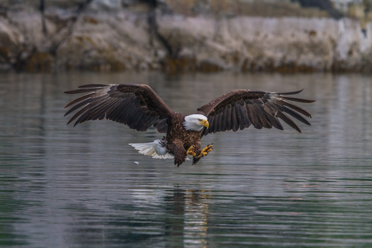 Weißkopf-Seeadler - ML44317071