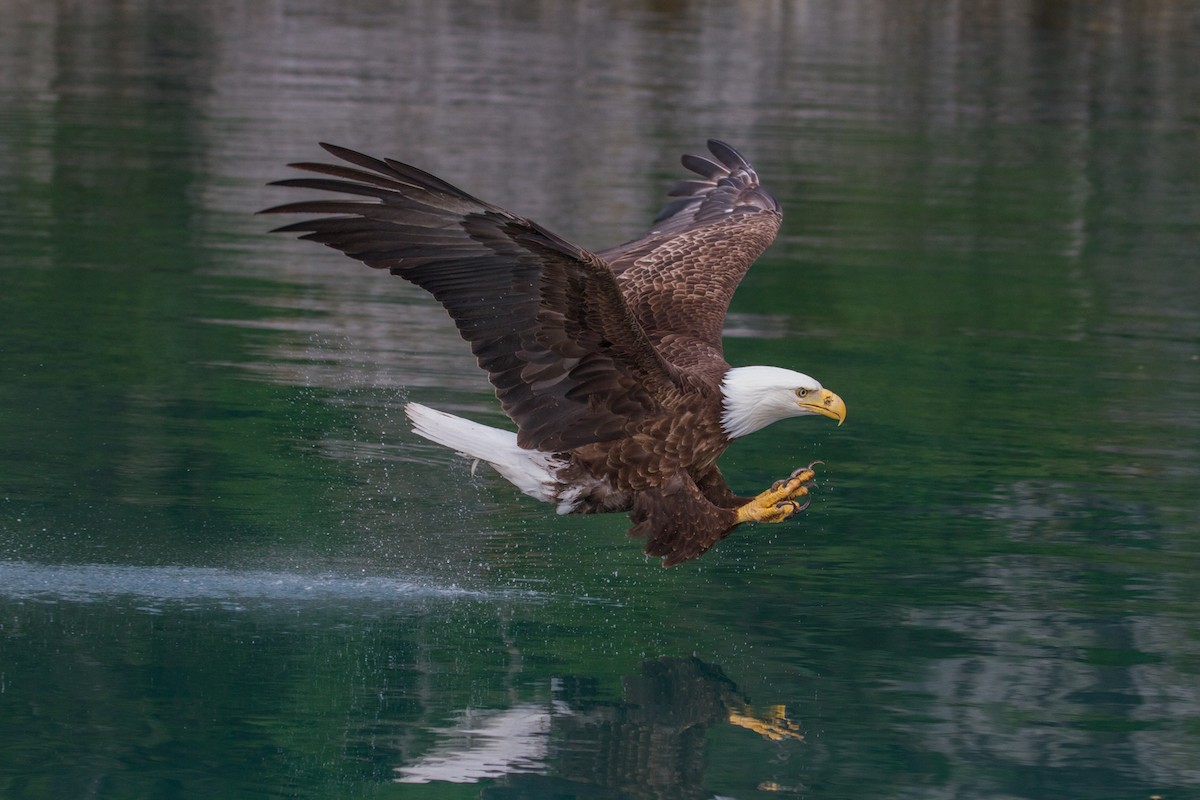 Weißkopf-Seeadler - ML44317081