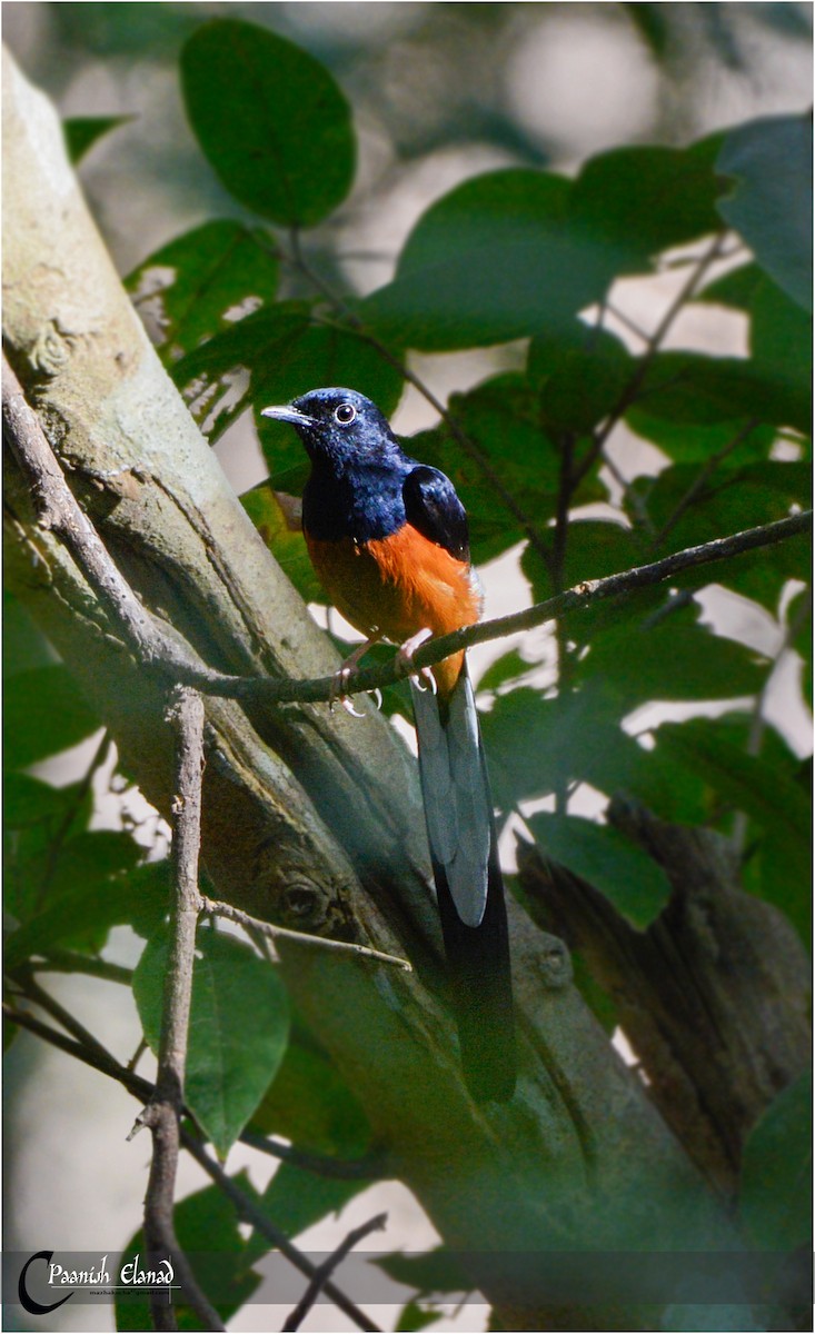 白腰鵲鴝 - ML44317091