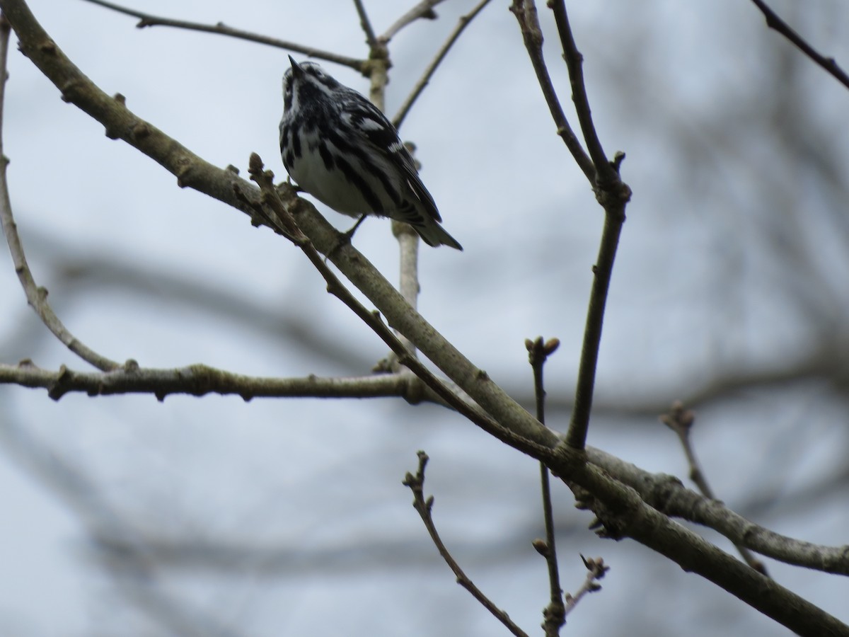Black-and-white Warbler - ML443170961