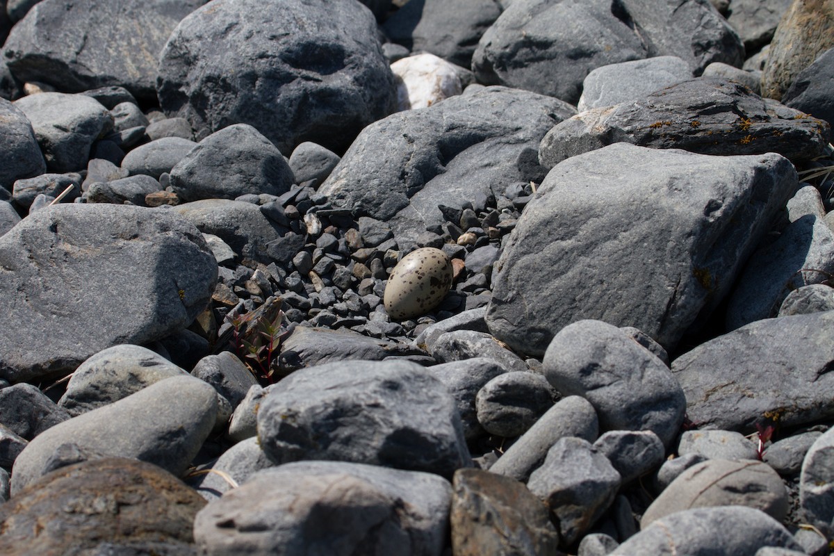 Black Oystercatcher - Scott Heidorn