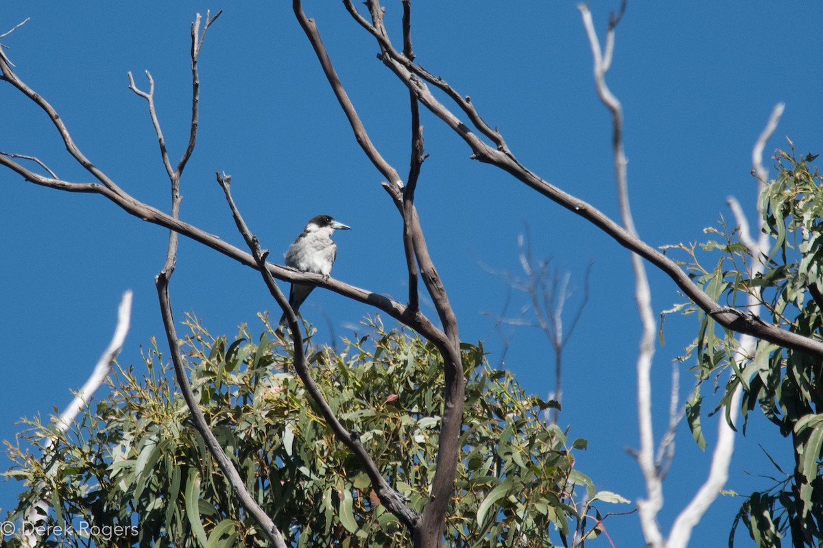 Gray Butcherbird - ML44317241