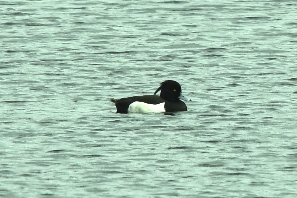 Tufted Duck - ML443172911