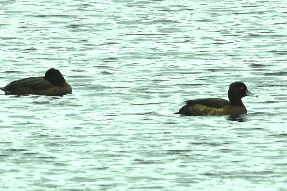 Tufted Duck - ML443172931