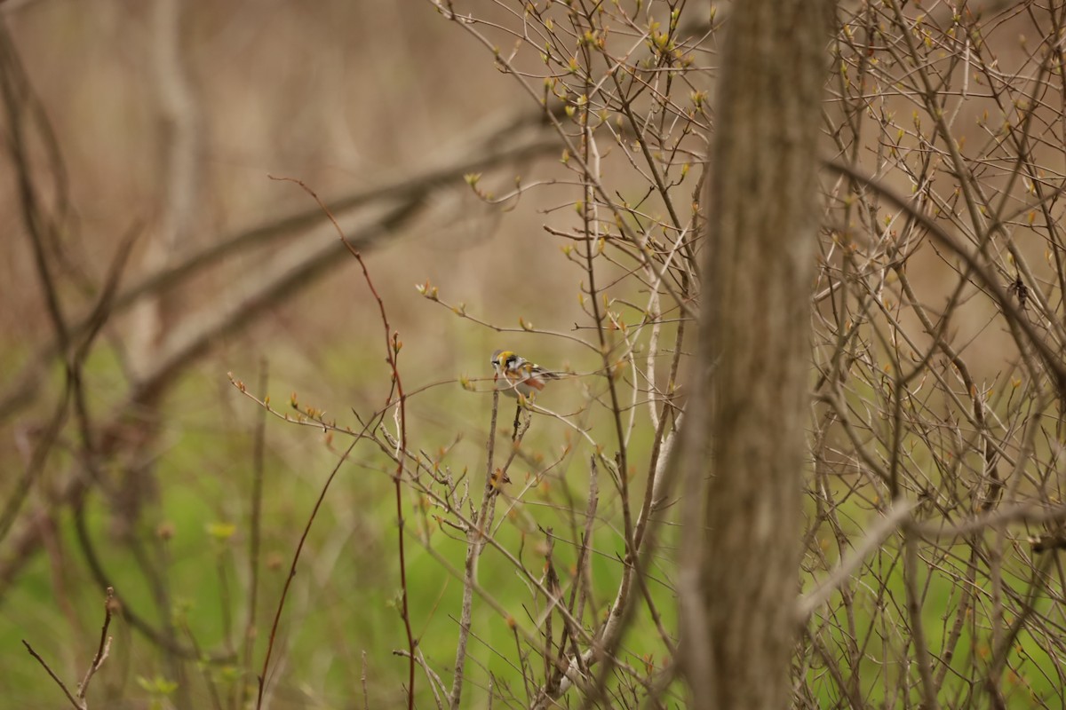 Chestnut-sided Warbler - ML443174241
