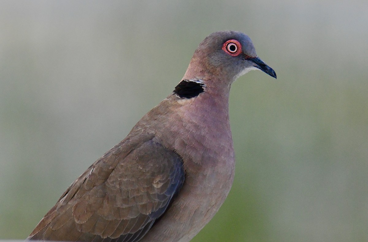 Red-eyed Dove - ML443178171