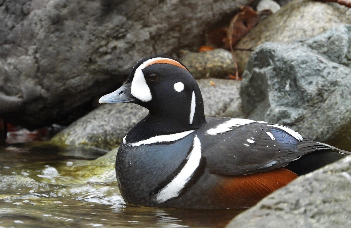 Harlequin Duck - Kalin Ocaña