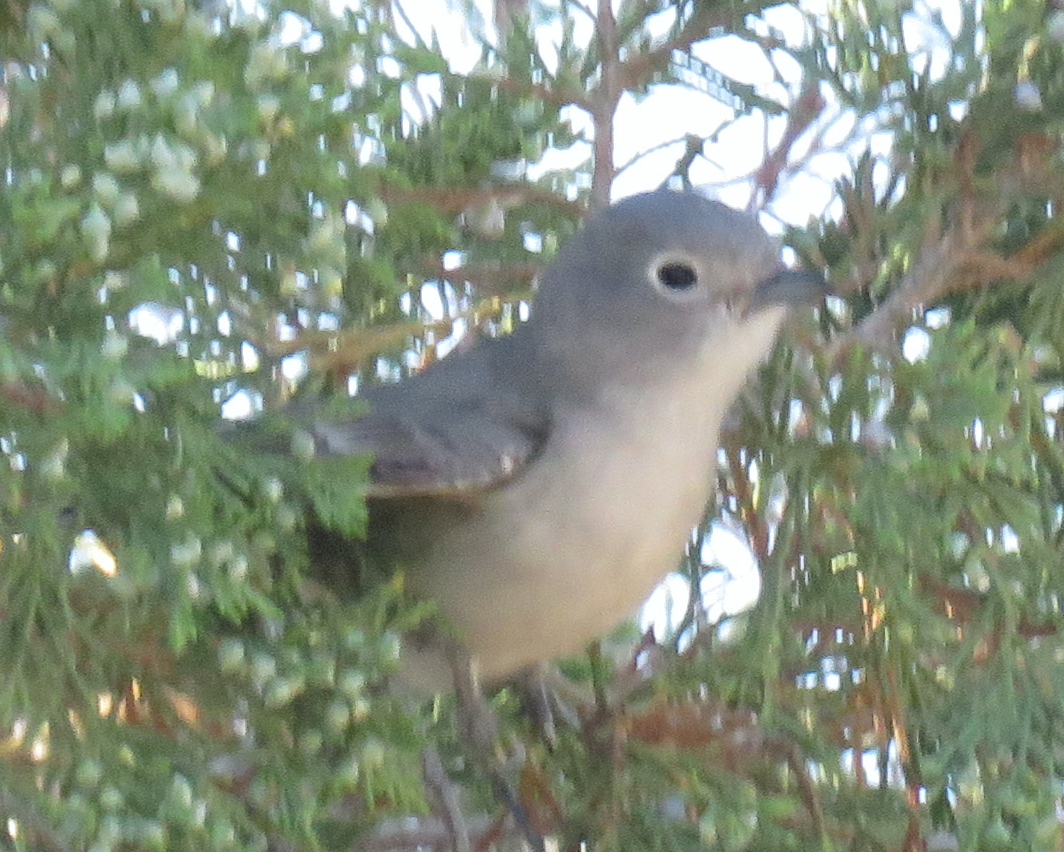 Gray Vireo - Michael Shoop