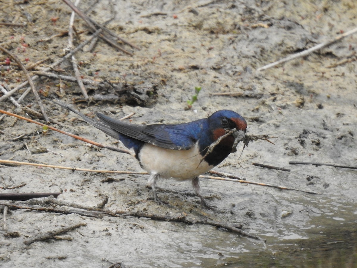 Barn Swallow - ML443179831