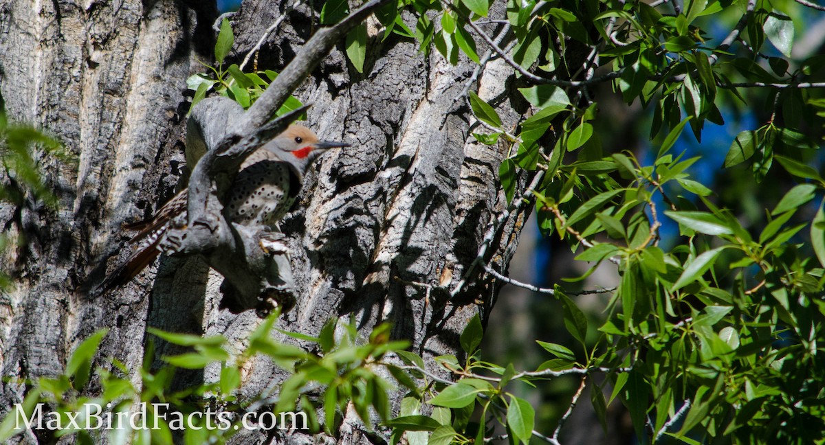 Northern Flicker (Red-shafted) - ML443190541