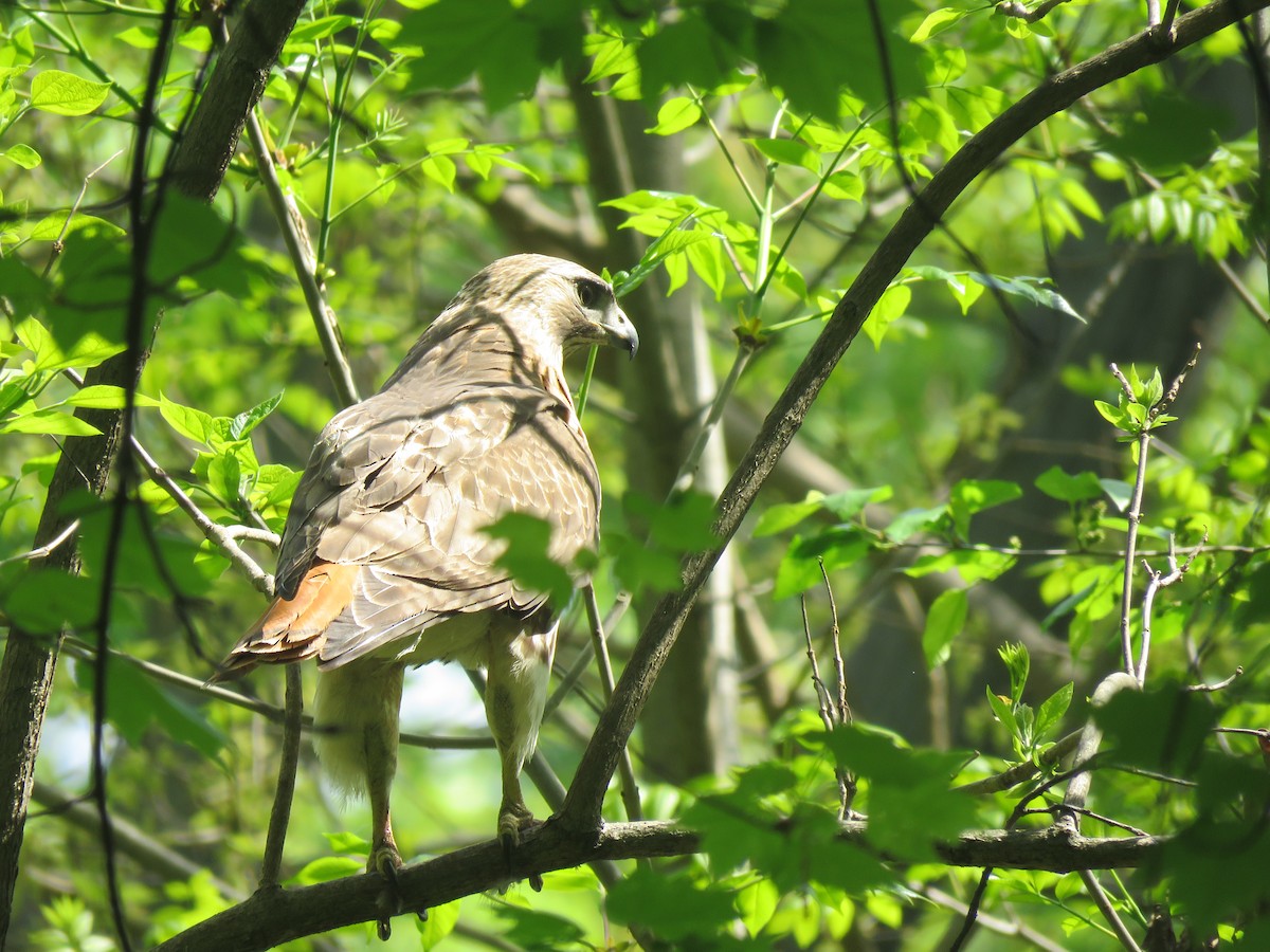 Red-tailed Hawk - ML443192901