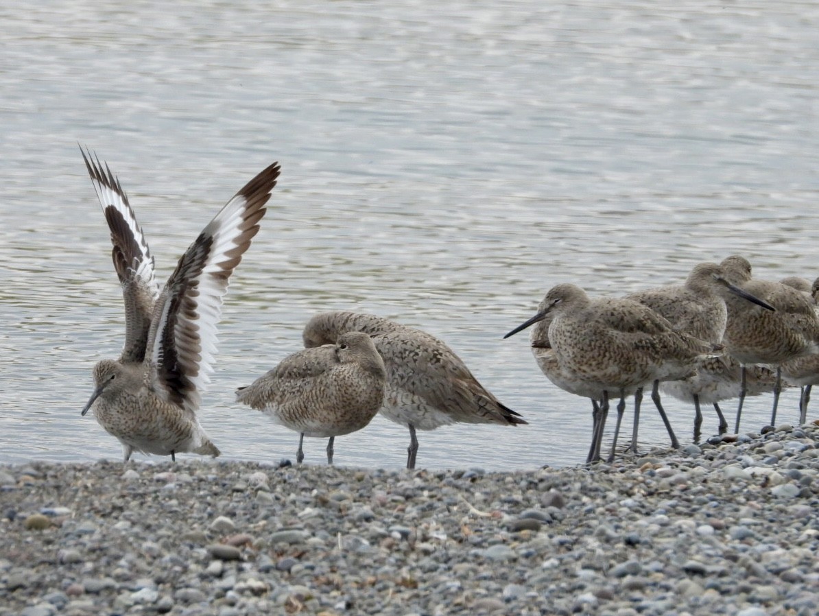 Willet - Jean Hampson