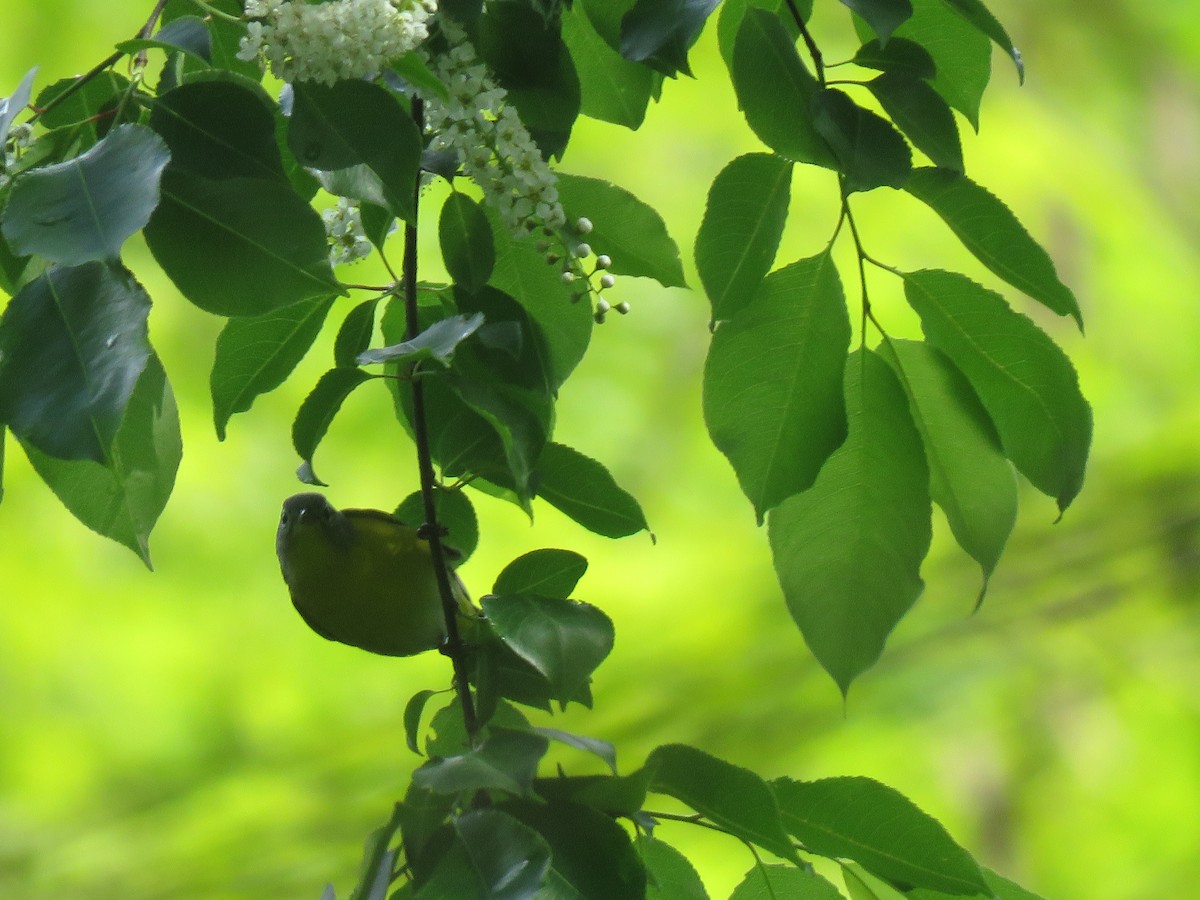 Nashville Warbler - ML443193811